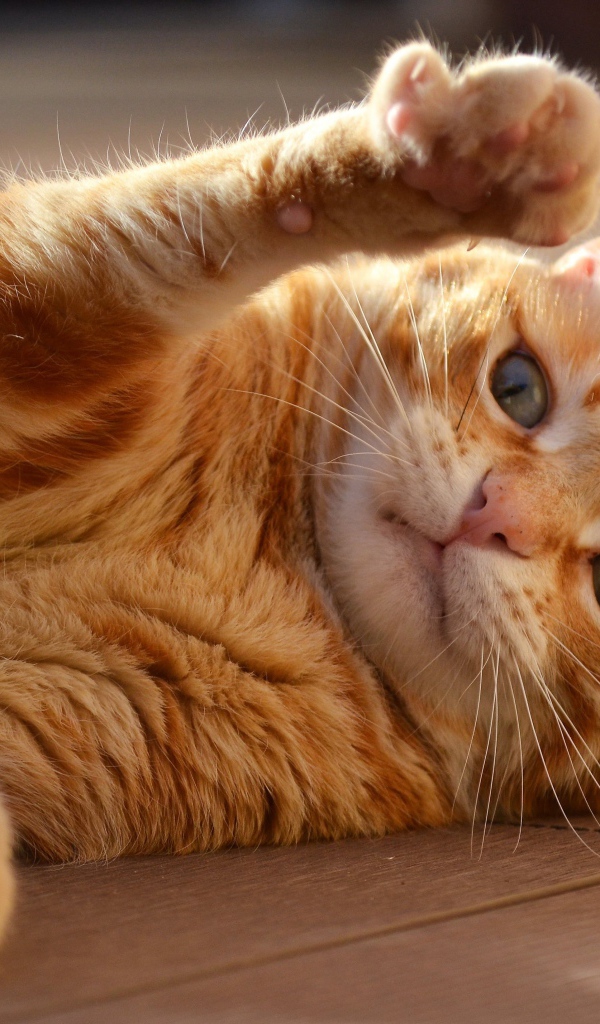 Рыжий кот играет на полу 