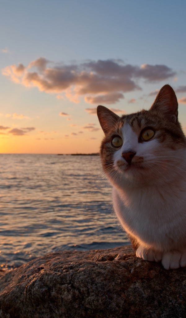 Рыжий кот сидит на камне у моря на закате солнца 
