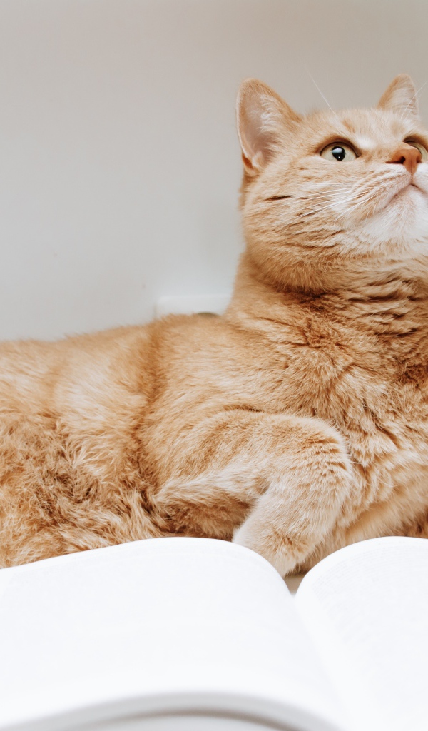 Рыжий кот с книгой на сером фоне