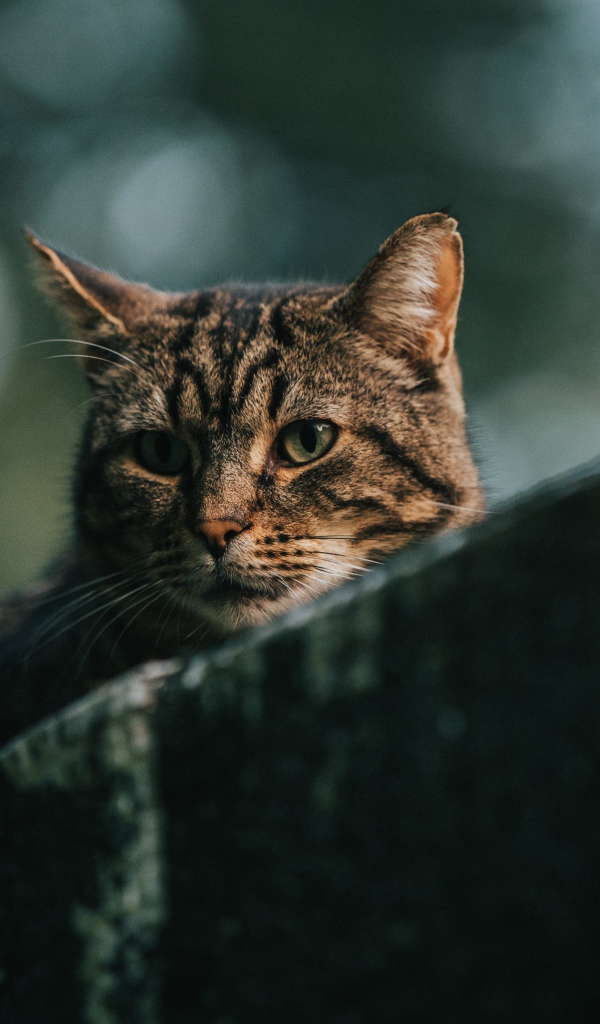 Грустный серый кот сидит на улице 