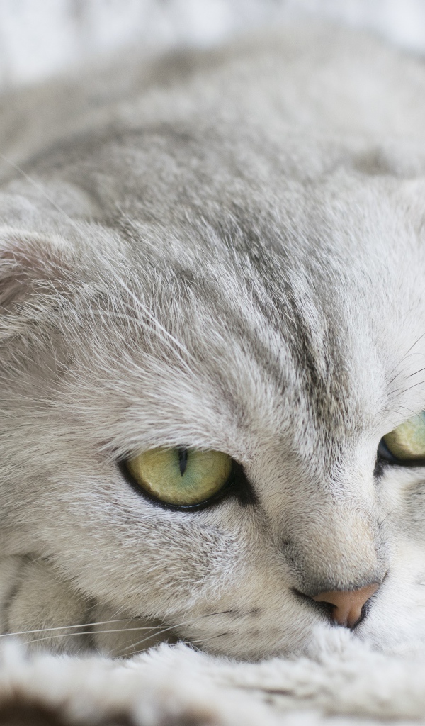 Грустный серый породистый кот лежит на кровати 