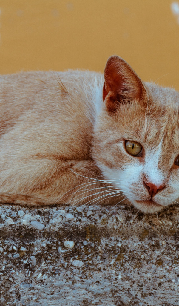 Грустный рыжий кот лежит на камне