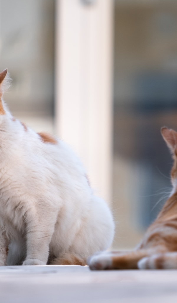 Испуганный голубоглазый кот с рыжим соперником