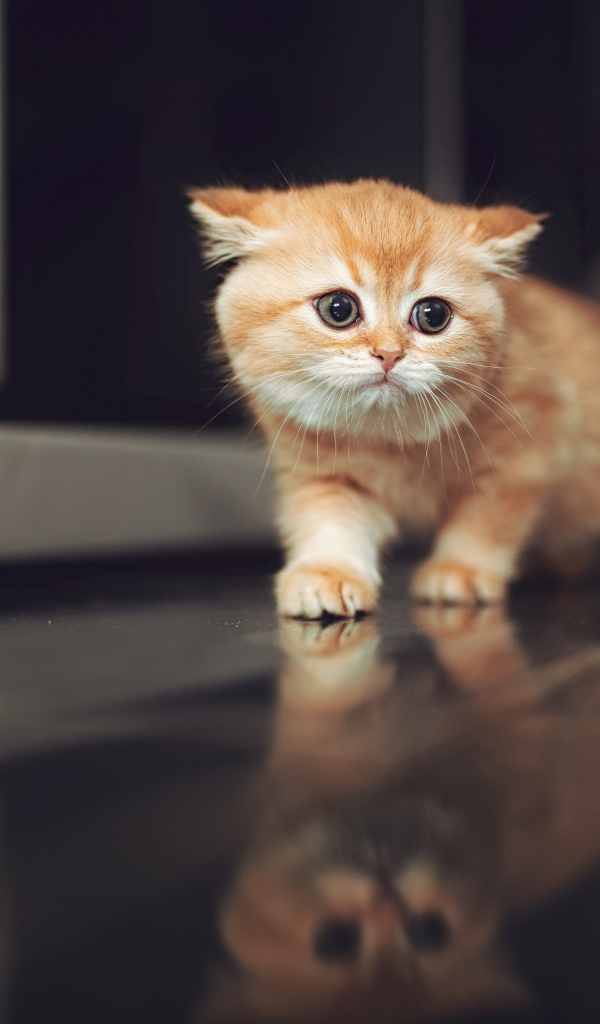 Испуганный рыжий котенок крадется по полу 