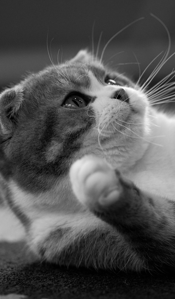 Шотландский котенок лежит на ковре 