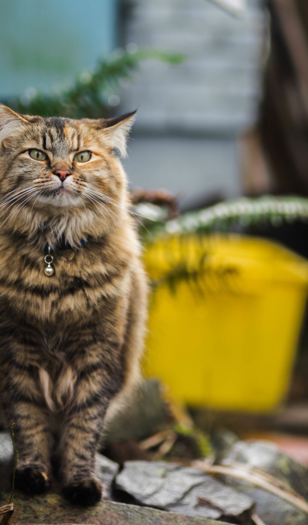 Серьезный серый кот с ошейником 