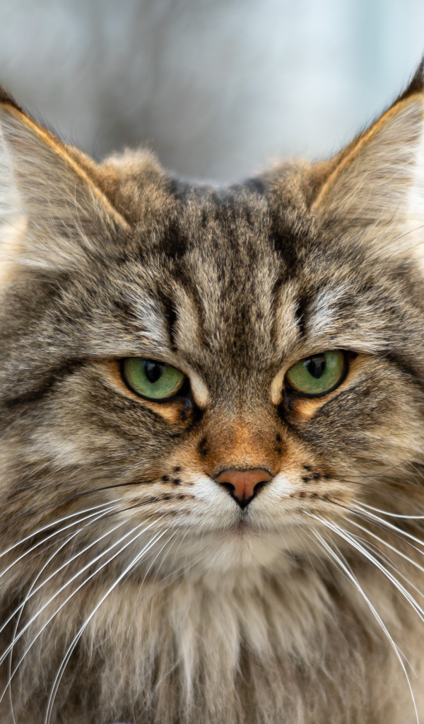 Серьезный зеленоглазый пушистый кот с кисточками на ушах 