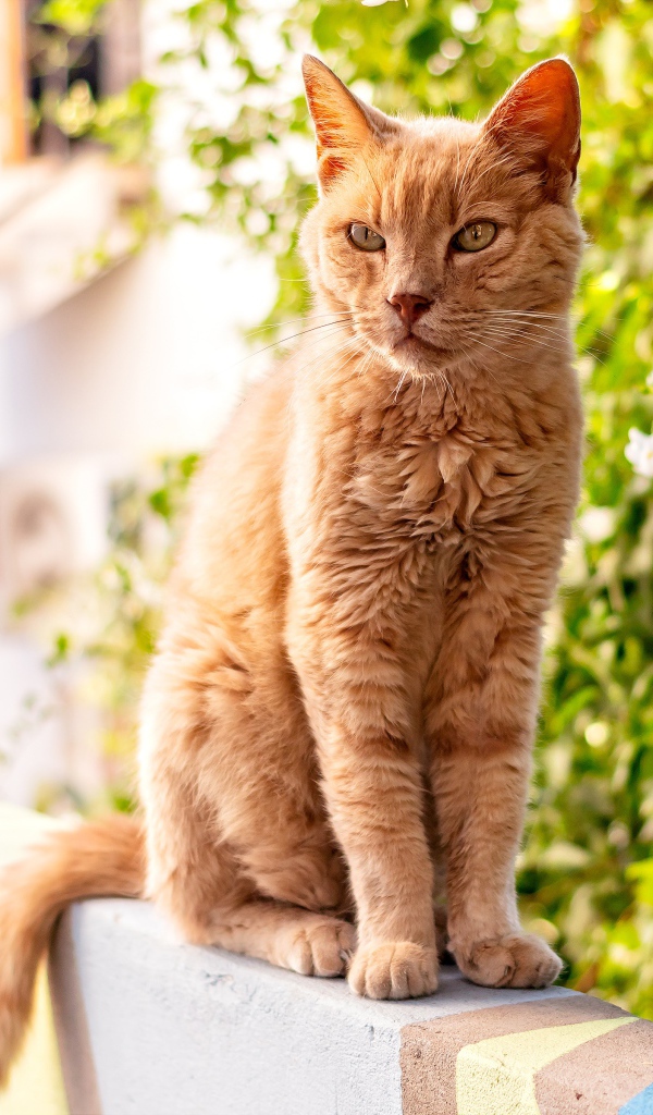 Серьезный рыжий кот сидит на перилах 