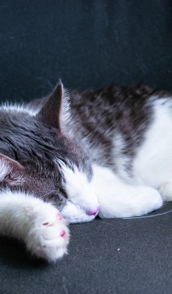 Спящий бело- серый кот на черном диване