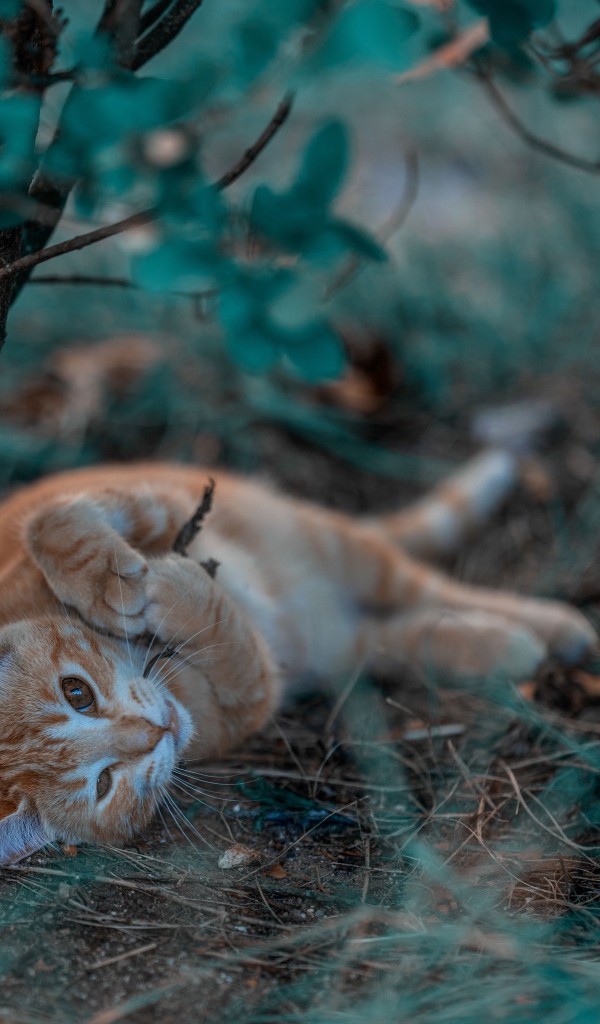 Маленький рыжий котенок в ветках 