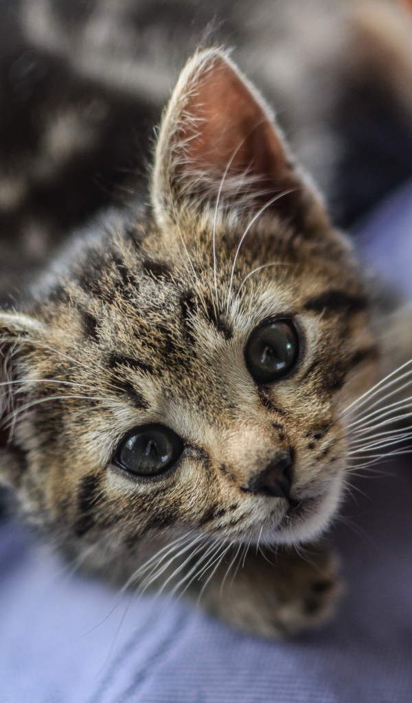 Маленький серый котенок на плече у мужчины