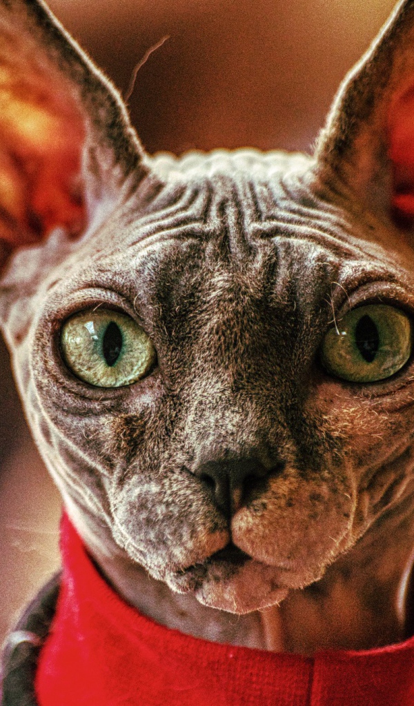 Sphynx cat in a sweater closeup