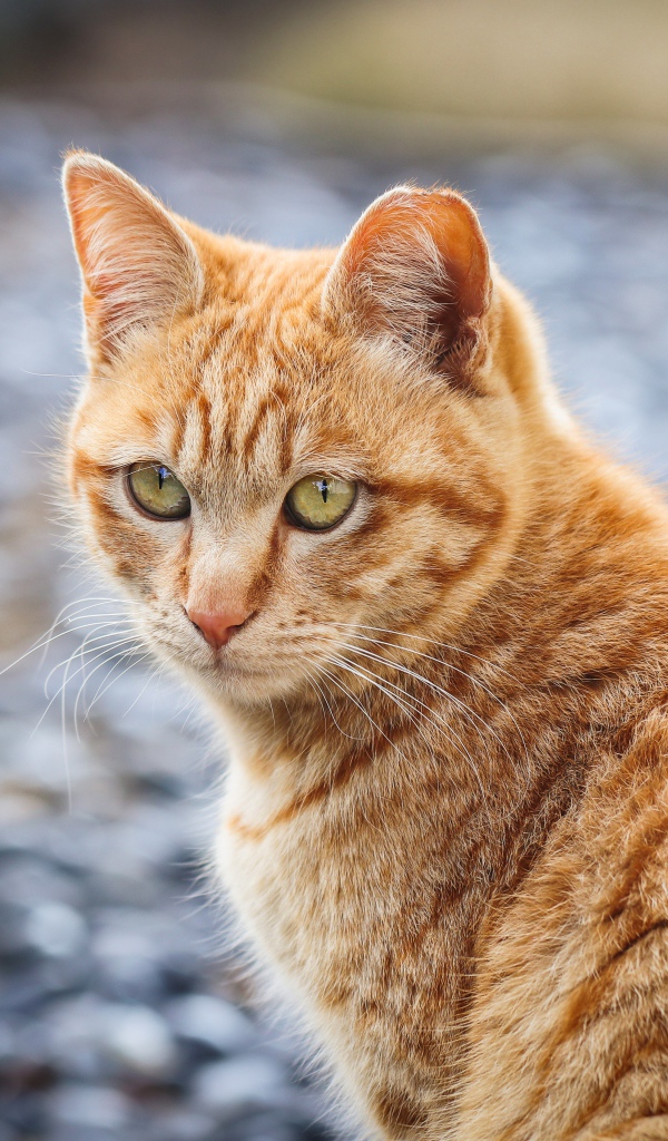 Полосатый рыжий кот смотрит вдаль 