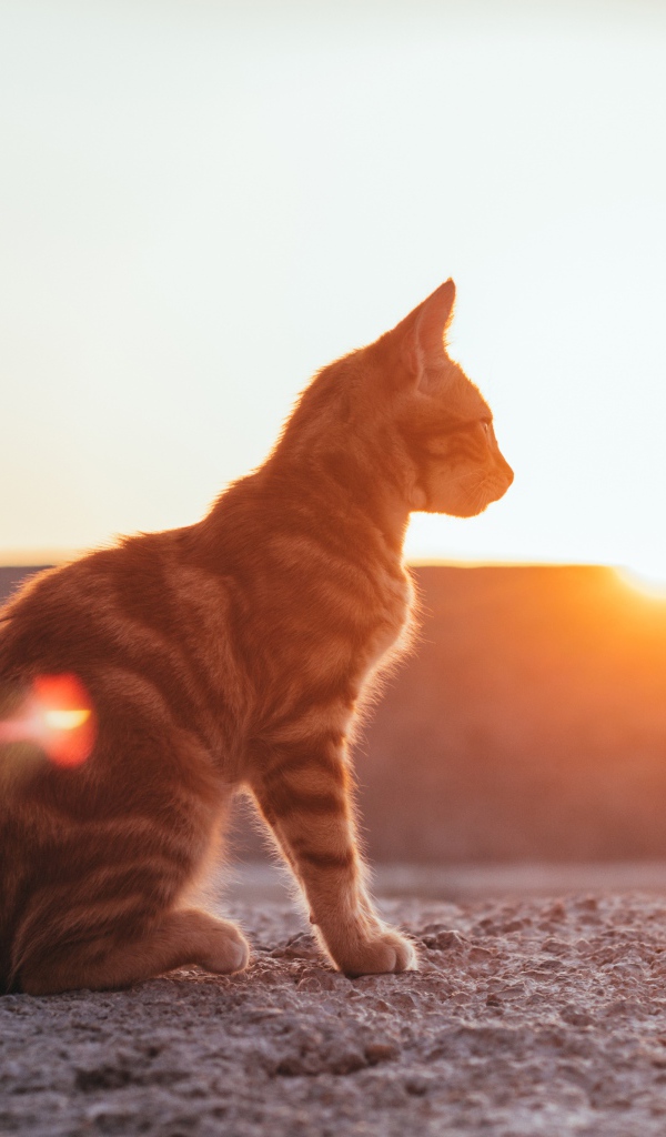 Полосатый серый кот в лучах солнца