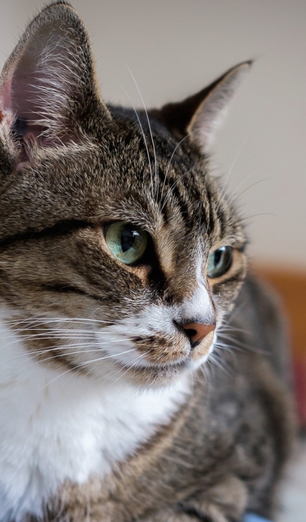 Полосатый серый кот с зелеными глазами на кровати