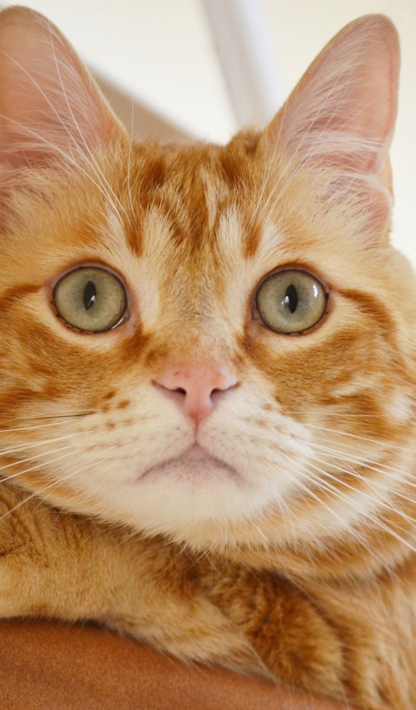 Полосатый рыжий кот смотрит на хозяина