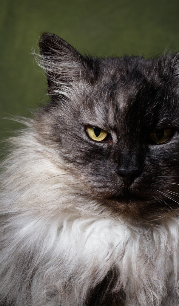 Грозный пушистый кот с желтыми глазами