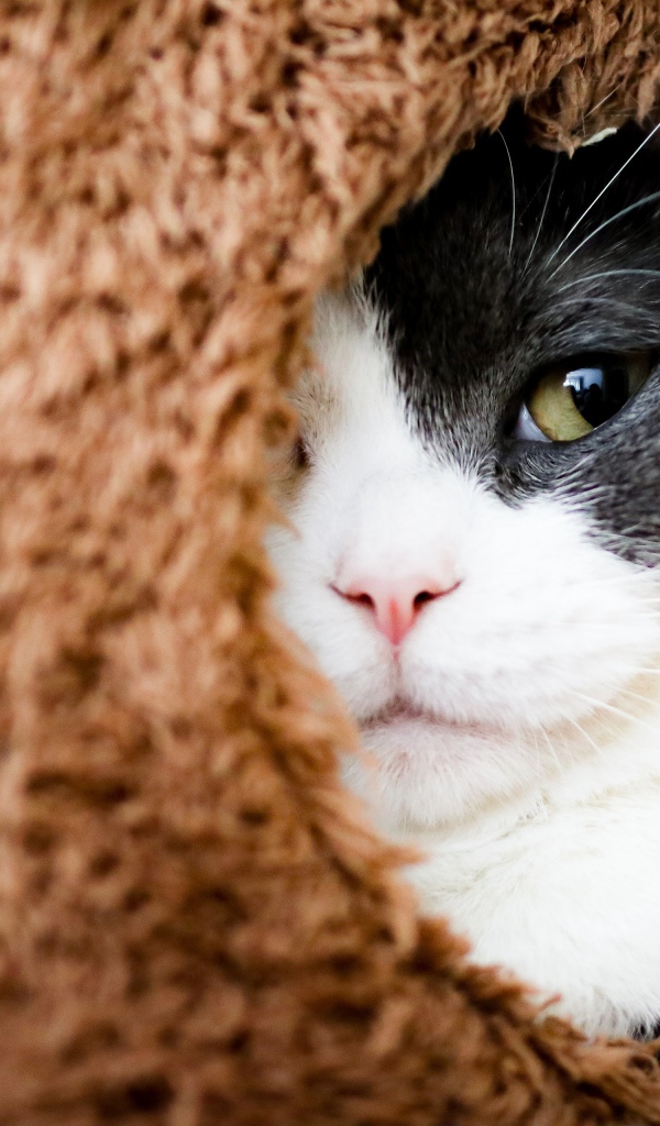 Кот засыпает в домике 