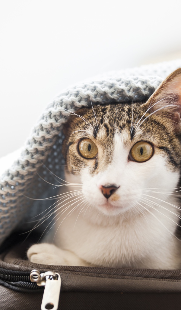 Кот сидит на чемодане под одеялом 