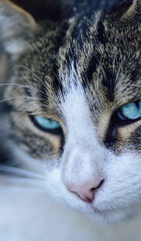Морда серой кошки с голубыми глазами