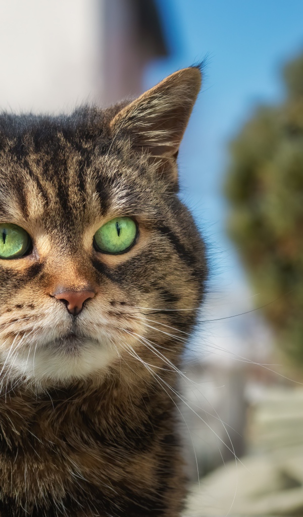 Морда большого серого кота с зелеными глазами