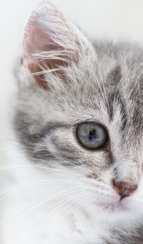 Морда маленького серого котенка 