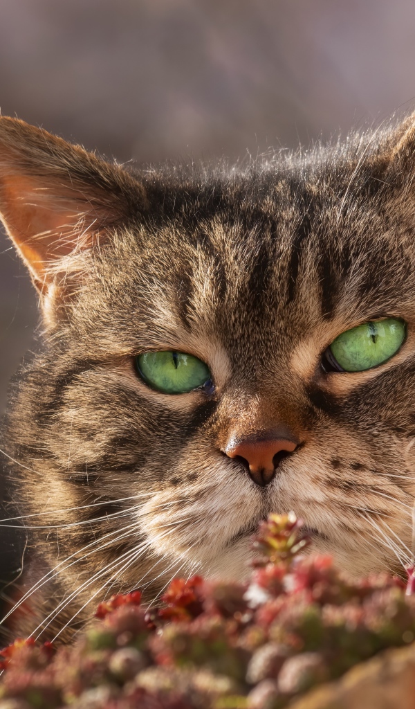 Морда серьезного зеленоглазого серого кота 