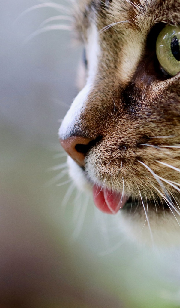 Морда кота с высунутым языком 