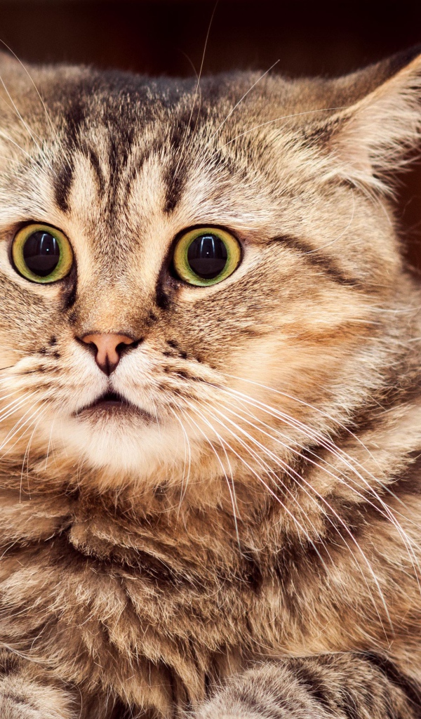 Удивленный серый кот лежит на диване