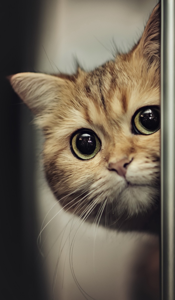 Породистый испуганный кот выглядывает из-за двери 