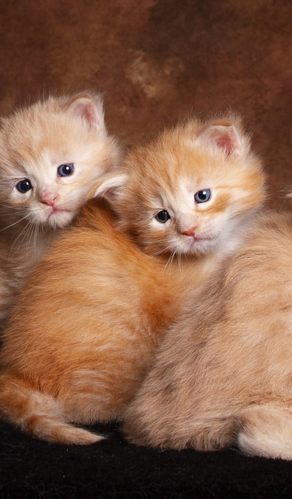 Три маленьких пушистых рыжих котенка 