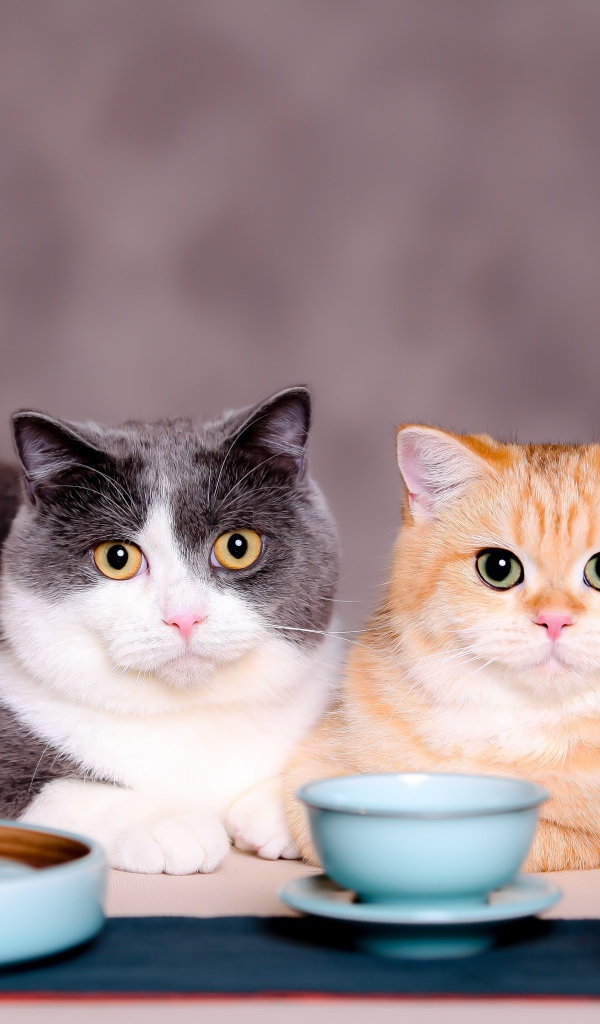 Два кота с чашками на сером фоне