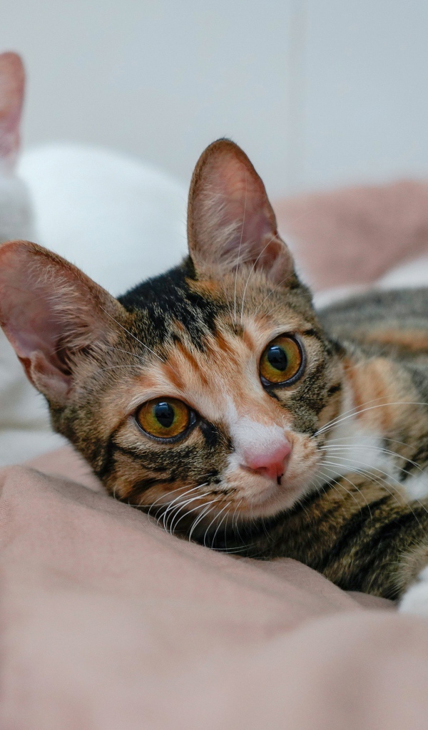 Две милые кошки лежат на кровати 