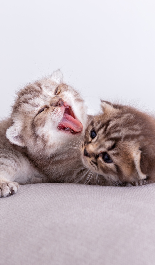 Два милых маленьких котенка на подушке