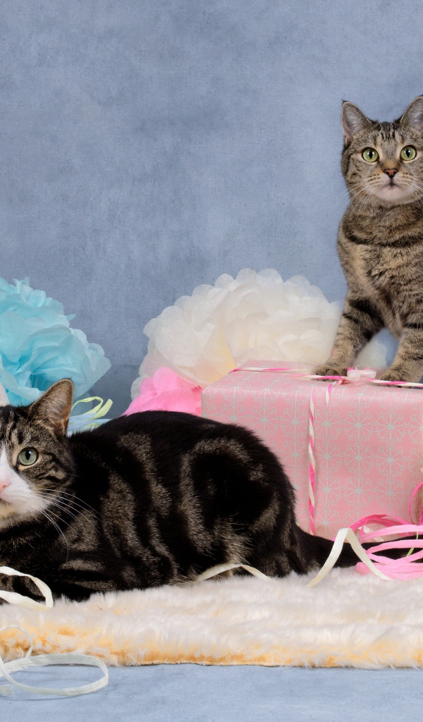 Два серых кота с подарками и цветами на сером фоне