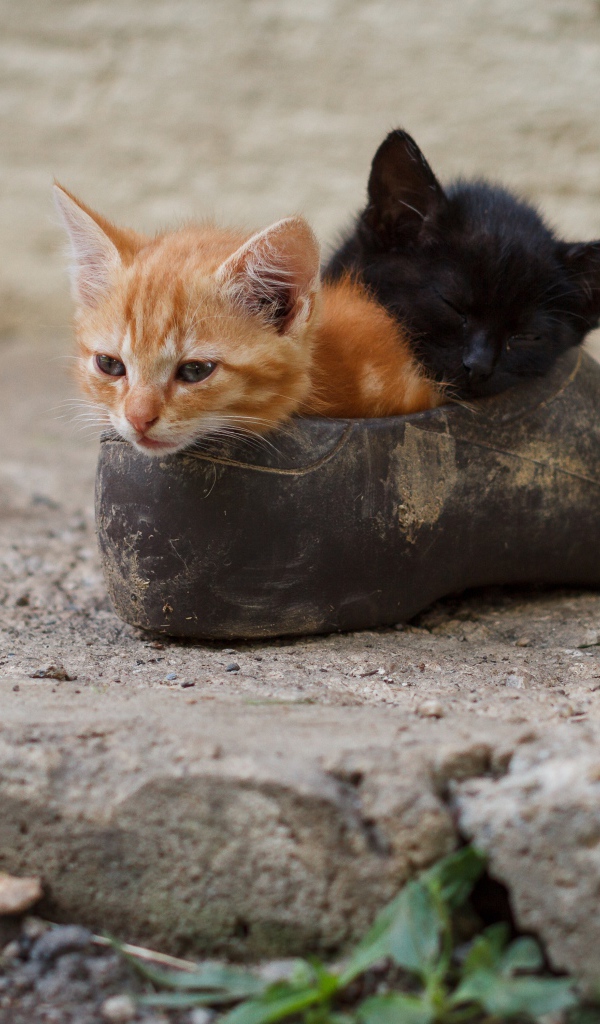 Два маленьких котенка спят в старой калоше