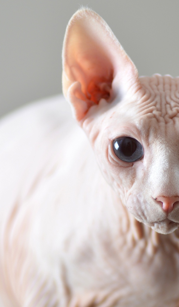 Белый кот породы сфинкс на сером фоне