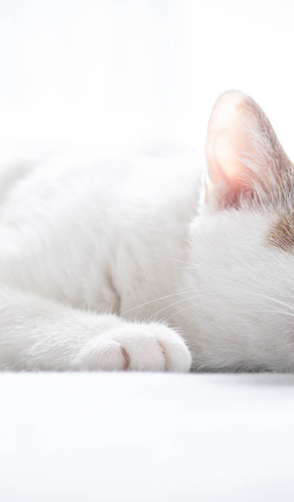 Белый домашний кот спит на кровати 