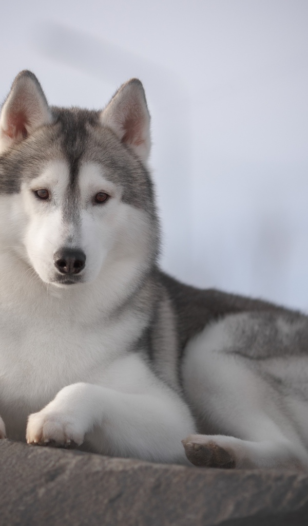 Красивый пес породы хаски лежит на камне