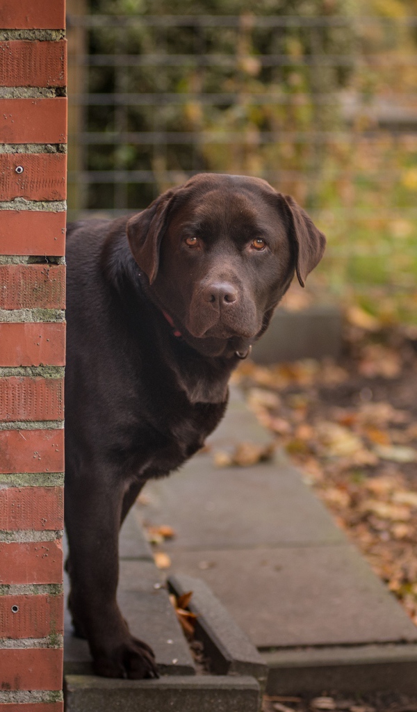 Коричневый лабрадор стоит у  кирпичной стены