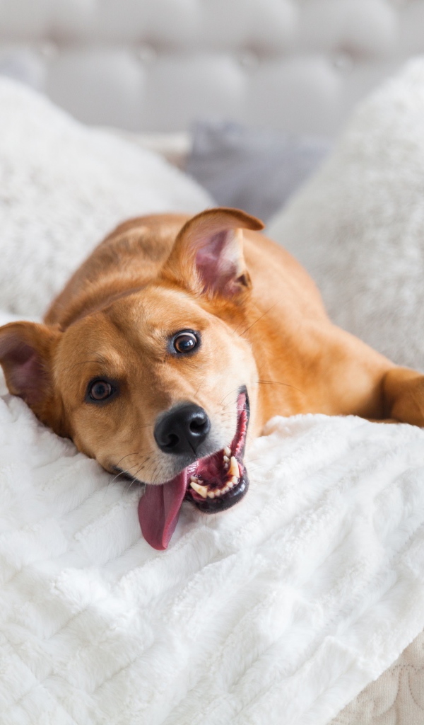 Довольный пес с высунутым языком лежит на белой кровати 