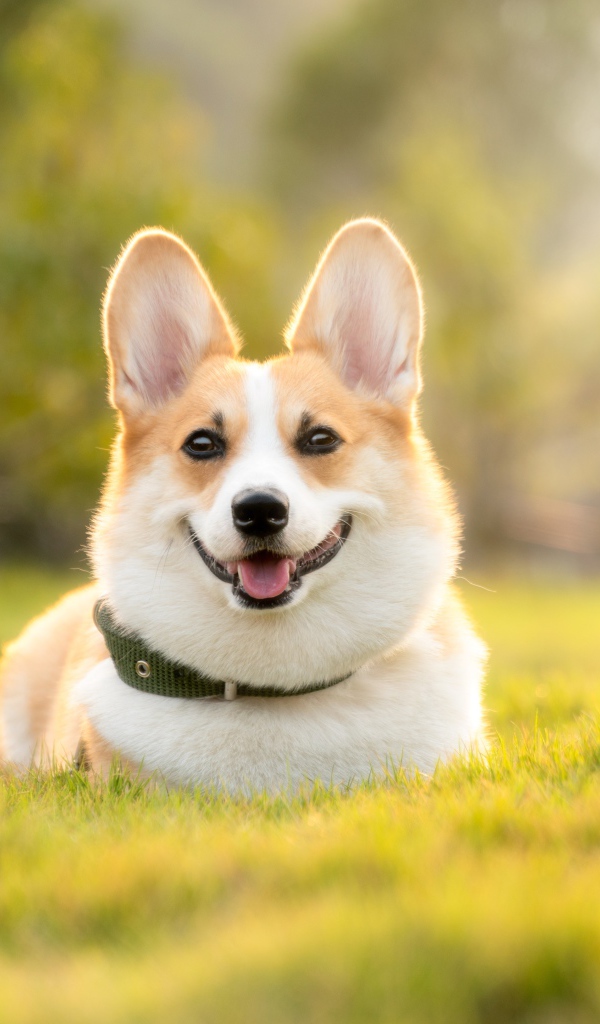Довольный пес породы вельш корги лежит на зеленой траве 