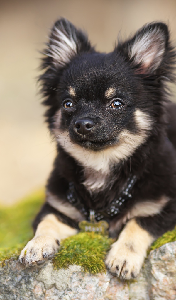 Маленький пес породы чихуахуа лежит на покрытом мхом камне