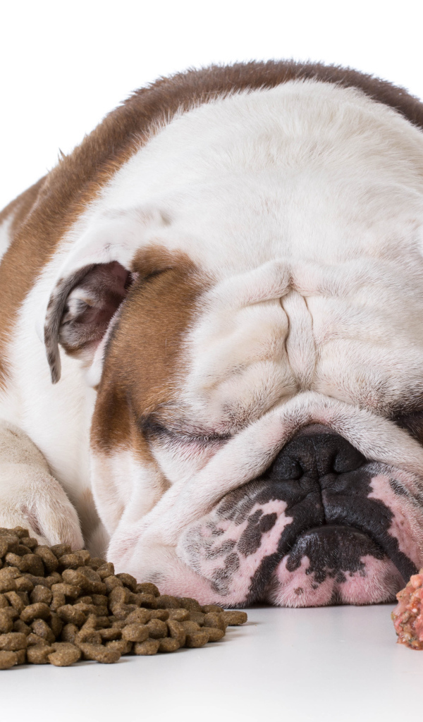 Сытый бульдог спит с кормом на белом фоне