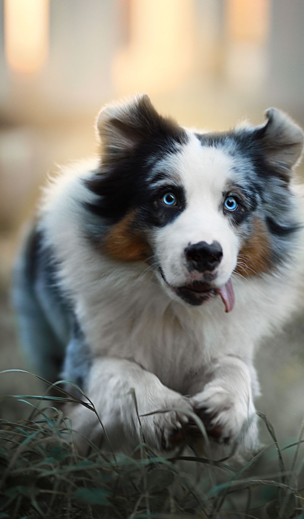 Австралийская овчарка с высунутым языком бежит по траве