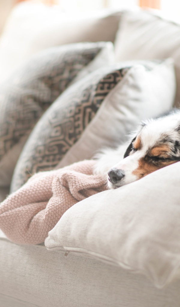 Австралийская овчарка спит под одеялом на диване