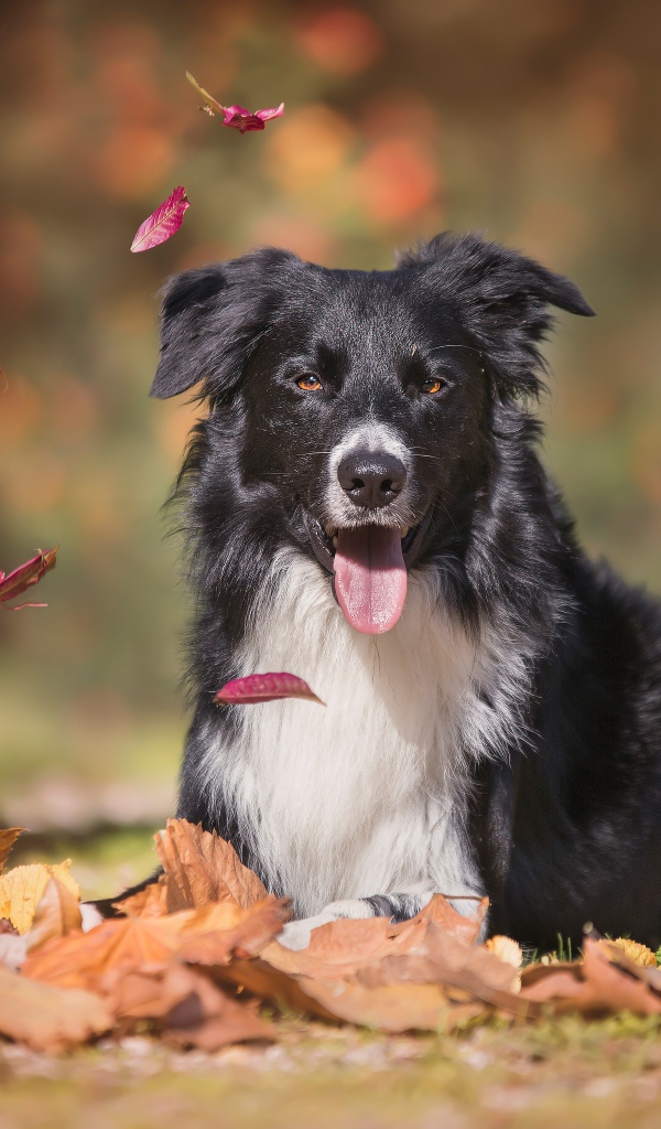 Австралийская овчарка с высунутым языком лежит на опавшей листве 