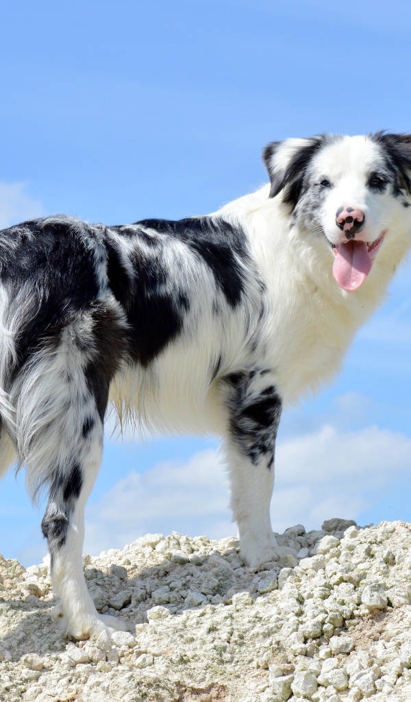 Австралийская овчарка с высунутым языком на фоне неба