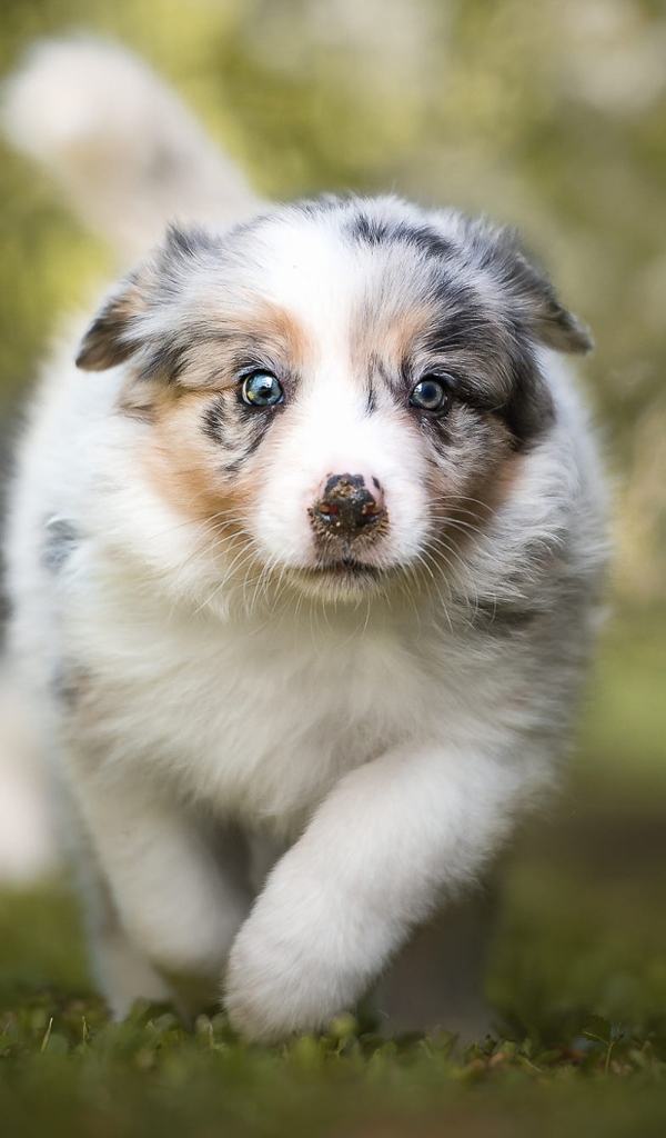Щенок австралийской овчарки бежит по траве