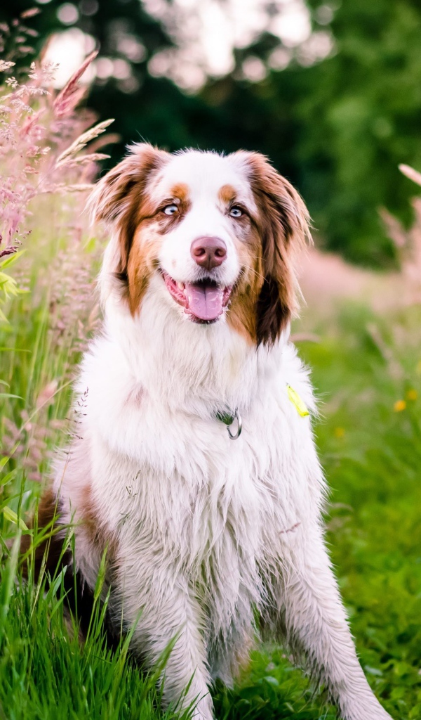 Australian shepherd with tongue hanging out sits in green grass with spikelets